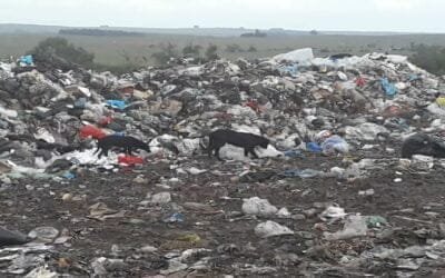 Sobre los 200 animales en el vertedero de Cerro Largo: “La responsable es la Intendencia”.