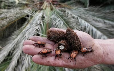 Servicios Agrícolas convoca a curso sobre aplicaciones y manejo del picudo rojo.