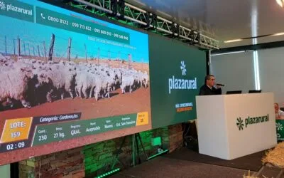 Plaza Rural vendió el 99,15% de la oferta de terneros.