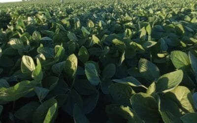 Por gastos adicionales, habrá chacras de soja que terminarán en rojo.