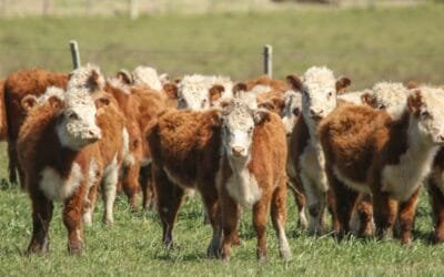 Plaza Rural y su gran oferta de julio: 17.531 vacunos y 2.505 ovinos.