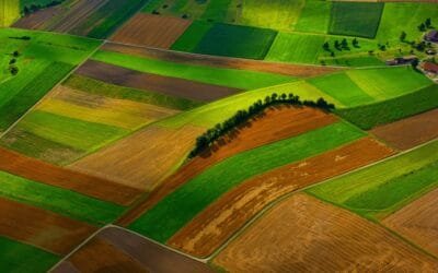Raíces profundas mejoran el control del carbono.