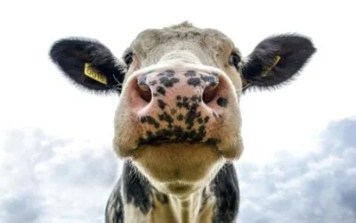 Ciclo de charlas Montes del Plata y el MGAP: “La garrapata es más que un problema sanitario”.