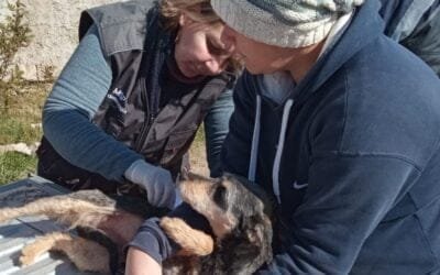 El MSP está desarrollando acciones para controlar la rabia en Salto.