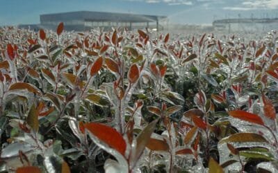 Temperaturas de menos cinco grados “no son rivales”.