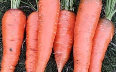 Comenzó la zafra de las zanahorias y el precio se empuja a la baja.