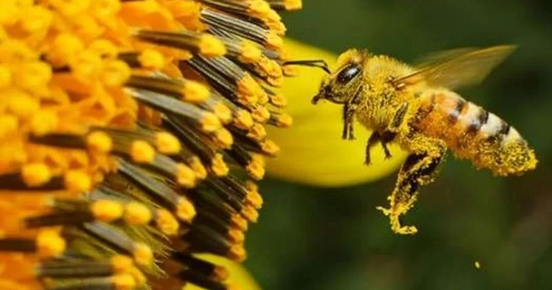 ¿Qué comen las abejas y cómo impacta eso en su salud?