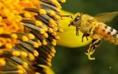 ¿Qué comen las abejas y cómo impacta eso en su salud?