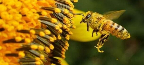 Colmenas bajo estrés: cómo los monocultivos están enfermando a las abejas en Uruguay
