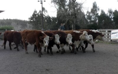 Leonardo Ruglio Bachino tuvo una pista ágil con valores tonificados.
