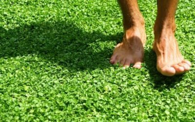 Nuevo césped natural, ideal para decoración, pone en jaque el césped artificial.