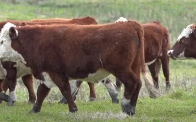 Se afirmó el novillo gordo de exportación, especial, y superó los cuatro dólares.