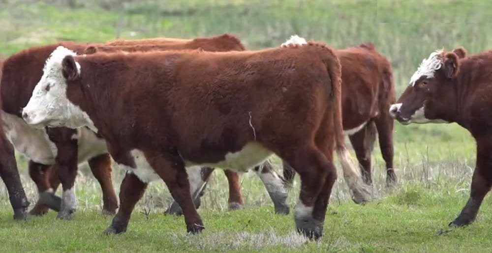Se afirmó el novillo gordo de exportación, especial, y superó los cuatro dólares.