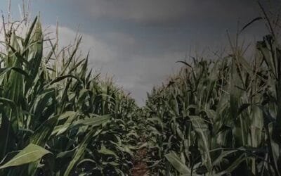 ADP-Agronegocios del Plata presentó catálogo de cultivos de maíz para el verano.