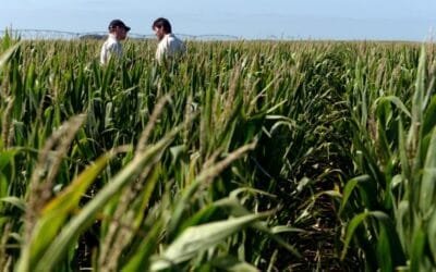 Argentina aprobó 22 fitosanitarios para tratar el achaparramiento del maíz.