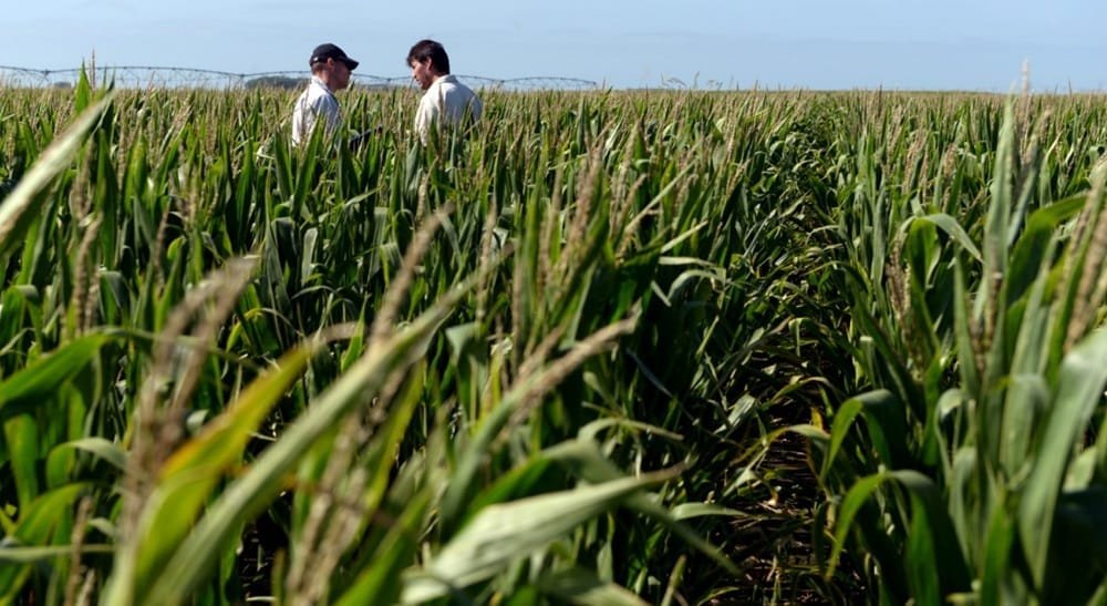 Argentina aprobó 22 fitosanitarios para tratar el achaparramiento del maíz.