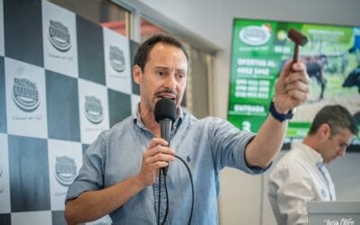 Hoy Waldemar Carbajal Negocios Rurales remata muy buen ganado del Dr. Patetta.