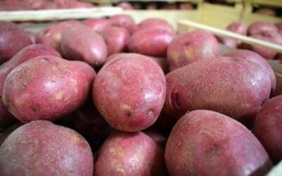 Cinco motivos que hacen de la papa un alimento fundamental.