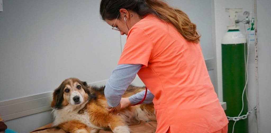 Facultad de Veterinaria necesita perros para prácticas de estudiantes.