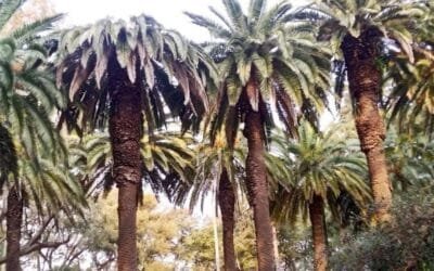 Entre Ríos intensifica monitoreos para prevenir acción del picudo rojo.