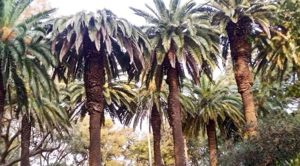 Entre Ríos intensifica monitoreos para prevenir acción del picudo rojo.