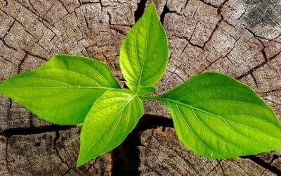 Forestales argentinas dicen estar listas para cumplir con exigencias ambientales de la UE.