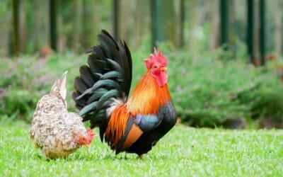 Hasta el 11 de agosto, Salto es la capital de la avicultura de cabaña.