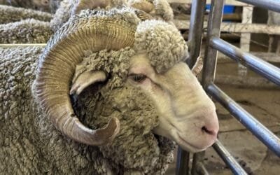 Los productos ovinos no tienen un valor piso, es como andar “a la deriva”.