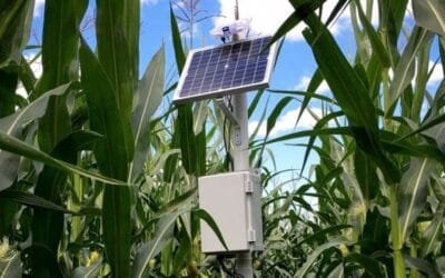 La Universidad de Míchigan desarrolló sensores para un riego más eficiente.