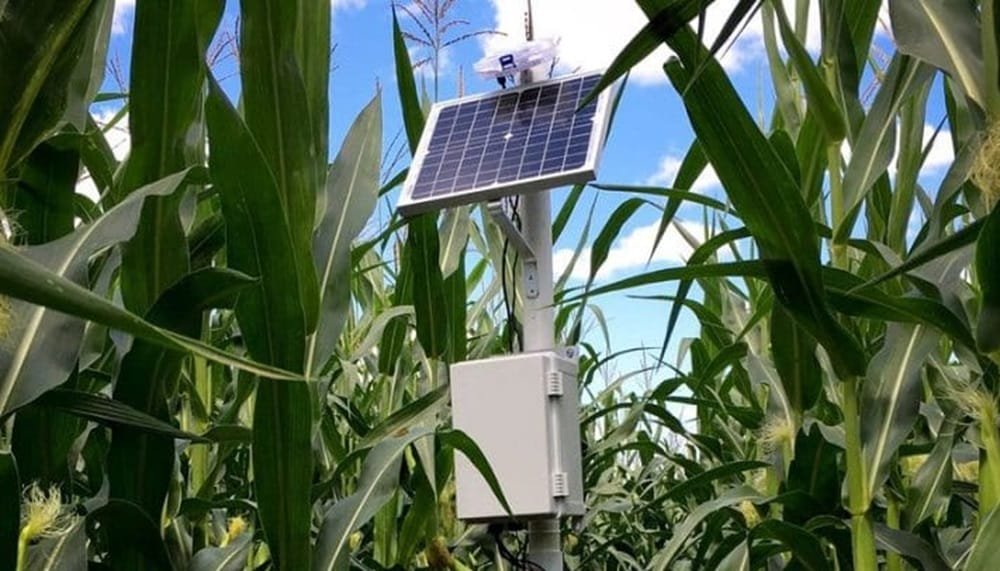 La Universidad de Míchigan desarrolló sensores para un riego más eficiente.