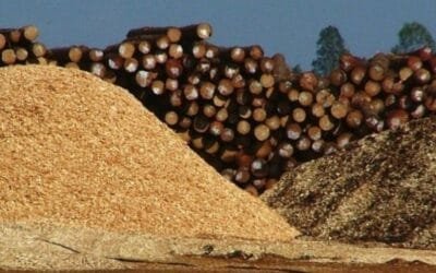 La celulosa se puso a la punta de las exportaciones de julio