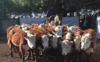 Ajustado al momento el mercado de Cuchilla de Silvera SRL y Gustavo Basso.