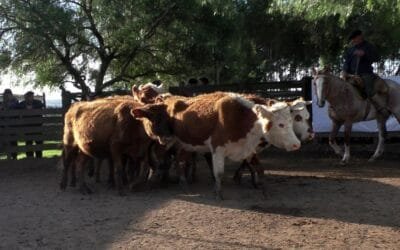 Cuchilla de Silvera y Gustavo Basso mostraron una pista firme y valores entonados.