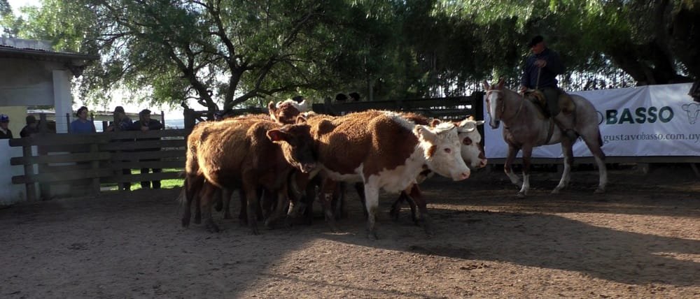 Cuchilla de Silvera y Gustavo Basso mostraron una pista firme y valores entonados.