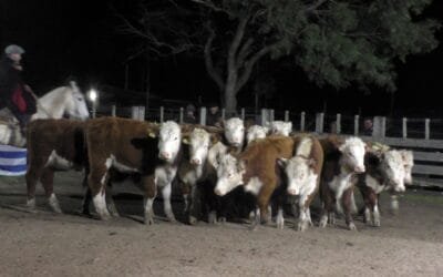 Pedro Clavijo Negocios Rurales, ofreció agilidad y buenos valores en Don Bernardo.