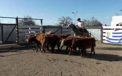 Pedro Clavijo Negocios Rurales en El Soldado: pista ágil y valores interesantes