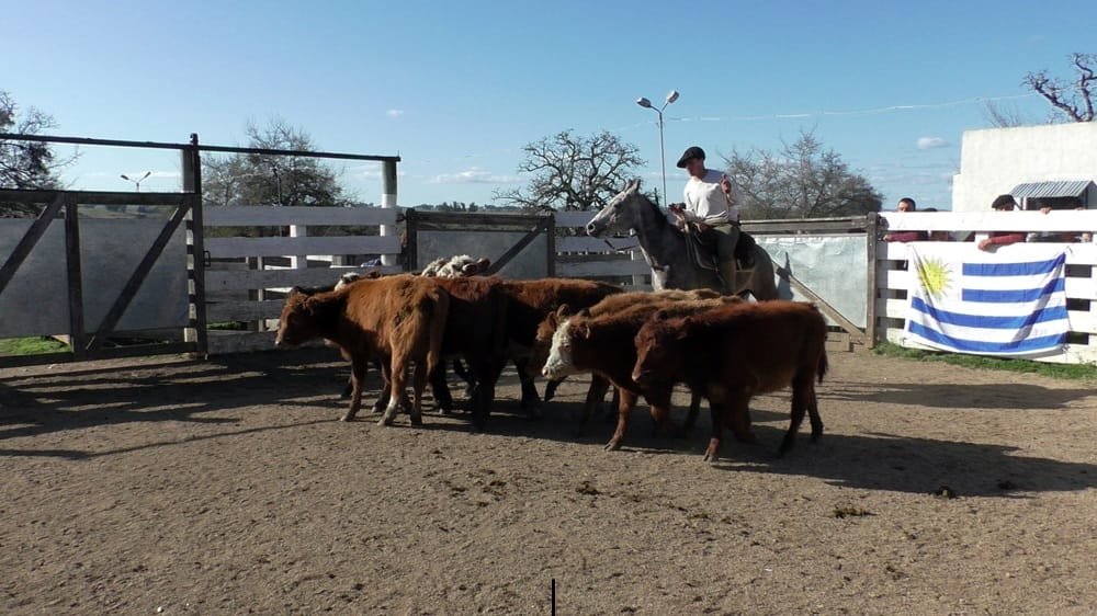 Pedro Clavijo Negocios Rurales en El Soldado: pista ágil y valores interesantes