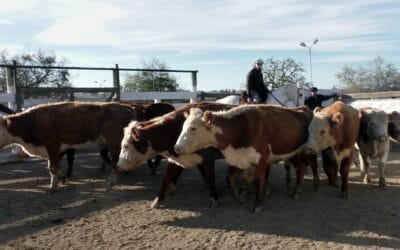Pedro Clavijo Negocios Rurales, agilidad y buenos promedios en El Soldado.