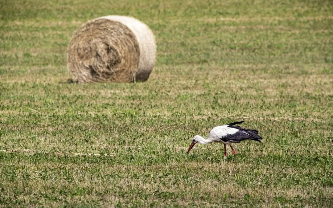 El campo envejece: una realidad que Uruguay no puede ignorar.