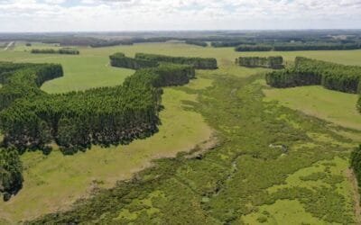 ¿Se regenera el campo natural después de la forestación?