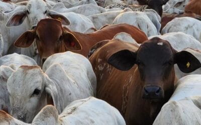 La clave es el costo de producción, dijo importante productor colombiano.