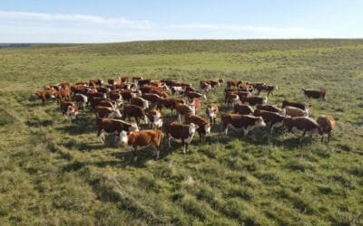 Los hematomas son una causa importante de pérdidas en la cadena cárnica.