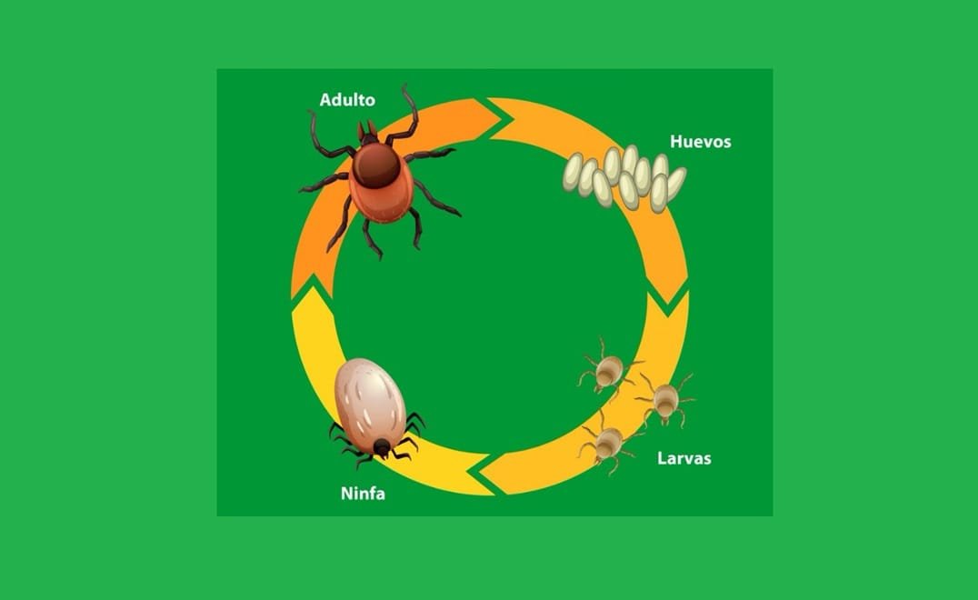 Reunión en Rivera para buscar soluciones a la garrapata.