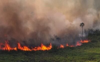 Récord de incendios forestales en Brasil: julio con un 560% por encima del promedio.
