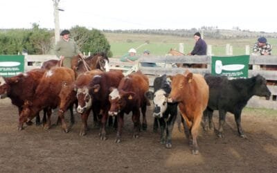 Pedro Clavijo Negocios Rurales: pista dinámica y bien cotizada en Mariscala.