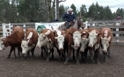 Montero & Fernández en Campanero: un mercado demandado con valores interesantes.