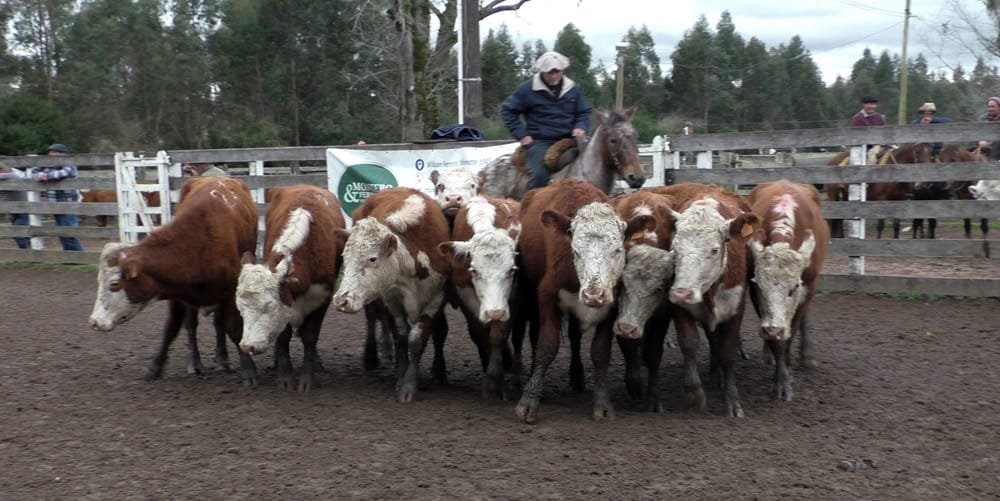 Montero & Fernández en Campanero: un mercado demandado con valores interesantes.