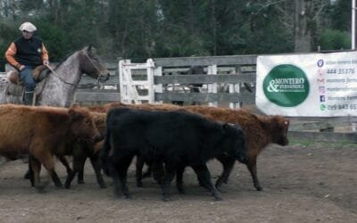 Montero & Fernández: firmeza, buenos promedios y colocaciones totales en el Campanero.