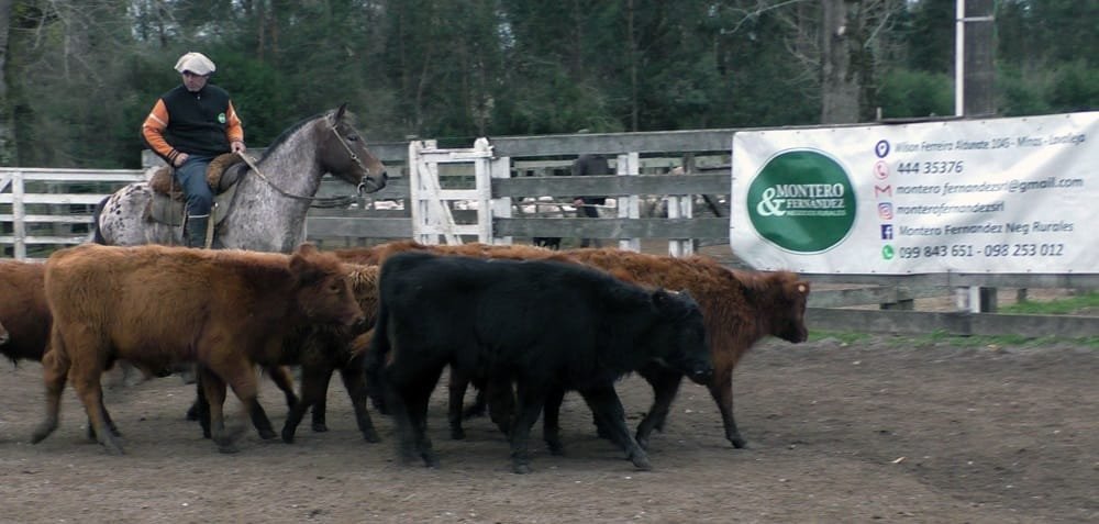 Montero & Fernández: firmeza, buenos promedios y colocaciones totales en el Campanero.