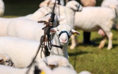 Se viene la 47ª Expointer que enfatiza la fortaleza y superación de Rio Grande do Sul.